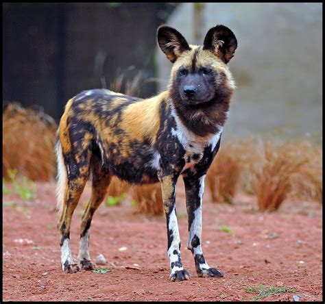 Painted Dog at Chester Zoo | Animals wild, African animals, African ...