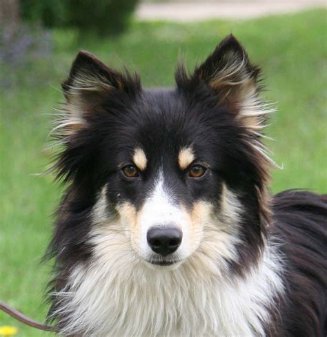 Sheltie Australian Shepherd Border Collie Mix | Mixed breed dogs, Puppies, Cute dogs breeds