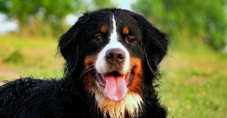 Bernese Training & Aggression | Need A Chicago Dog Trainer?