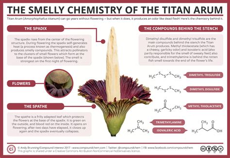 The Blooming of a Corpse Flower | American Scientist
