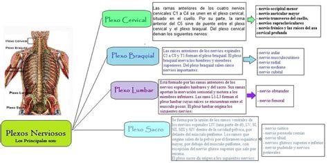 Plexos Nerviosos - Nervios Raquídeos