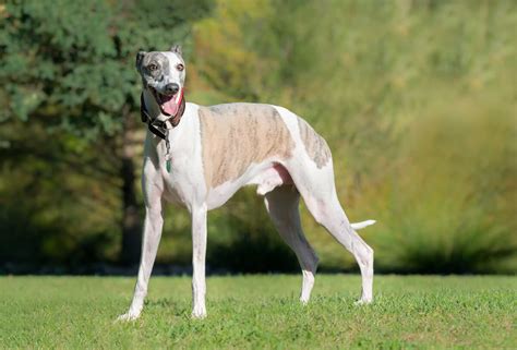 Whippet Dog Breed » Everything About Whippet