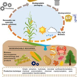 Biodegradable packaging material—types and technological approaches ...