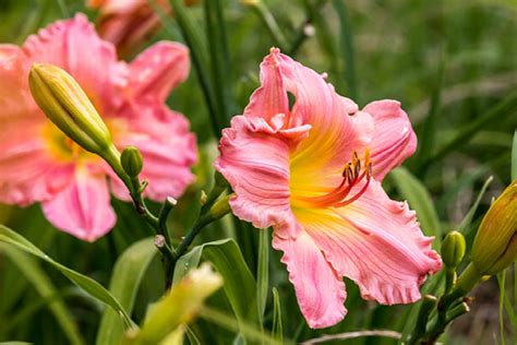 Happy Ever Appster® Rosy Returns Daylily, Hemerocallis x 'Rosy Returns'