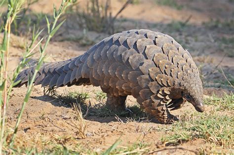 WWF welcomes China’s move to strengthen protection for Chinese pangolins - amid concerns for ...