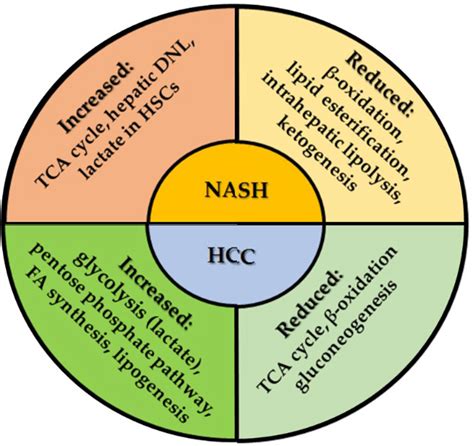 Dysregulation of metabolic pathways in NASH and HCC. There is an ...