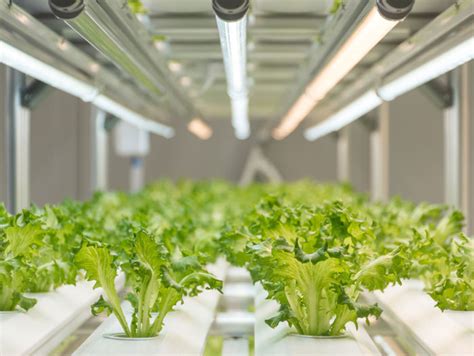 How Far Can Vertical Farming Go? - Perishable News