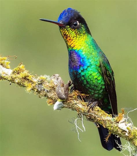 Fiery-throated Hummingbird . . 🌟By @benknoot 🌟 . . Curated by Bird Photography, Wildlife ...