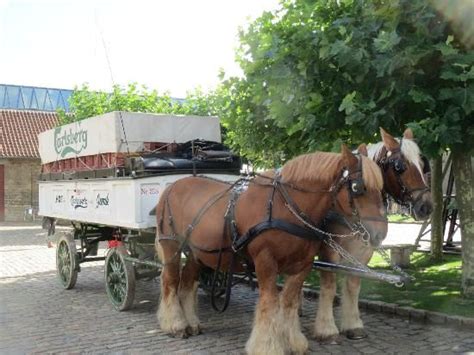 Visit Carlsberg / Carlsberg Visitor Centre | Horses, Draft horses ...