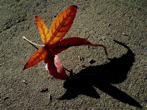 Fallen Leaves | Flickr