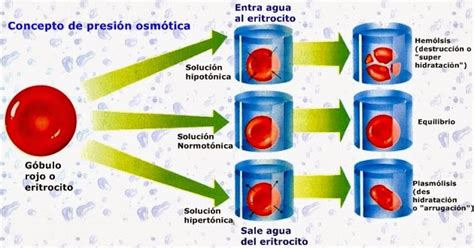 Que es la presión osmótica