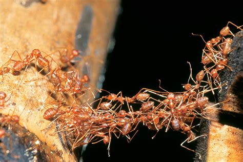 Army Ants Facts | What Do Army Ants Eat? | DK Find Out