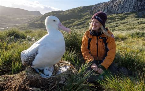 A scientist, a wandering albatross, and its chick, South Georgia island. The wandering albatross ...