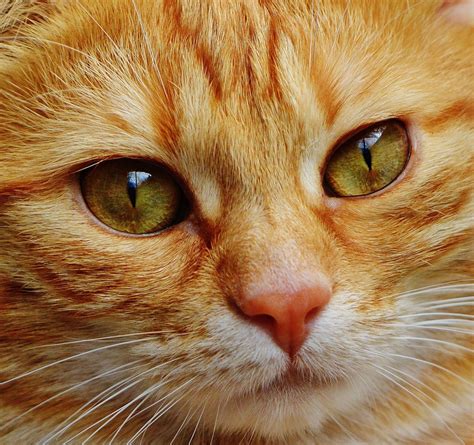 Images Gratuites : vue, mignonne, animal de compagnie, portrait, chaton ...