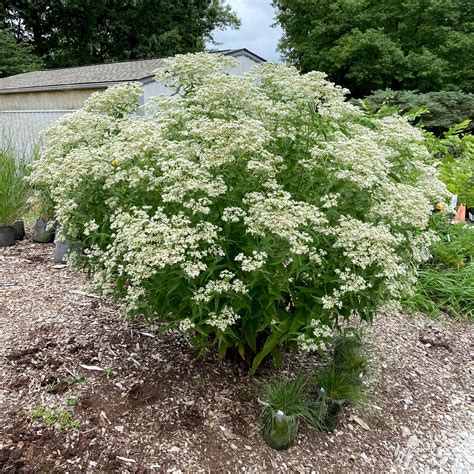 Eupatorium perfoliatum #2 (Boneset) - Scioto Gardens Nursery