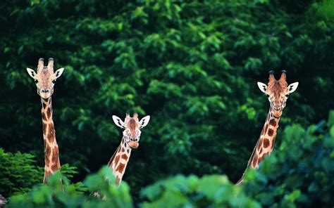 Download Animal Giraffe HD Wallpaper