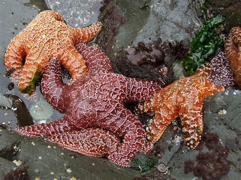 Sea stars: Del Norte Coast Redwoods State Park, California