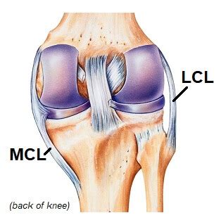 Knee Ligaments : Anatomy, Function & Injuries - Knee Pain Explained