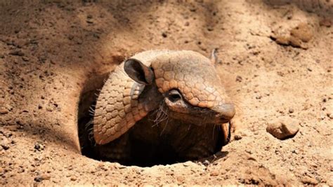 Armadillo » Características, qué come, hábitat, extinción, reproducción