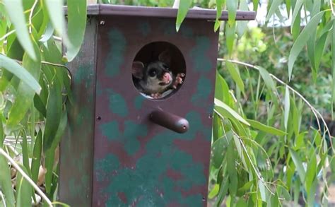 Possum boxes built by young people help wildlife – Bundaberg Now