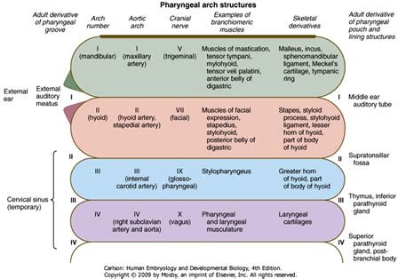 Duke Embryology - Craniofacial Development