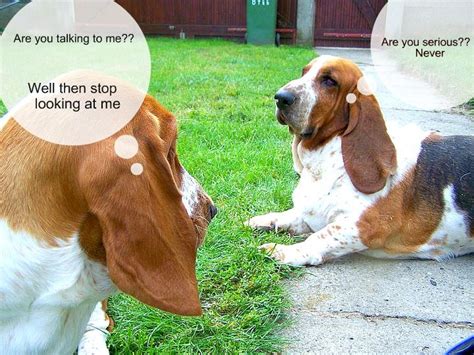 21+ Funny Basset Hound Dog Memes | Basset hound, Hound dog, Dog memes