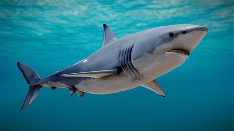 3D Shark Wallpapers - Top Free 3D Shark Backgrounds - WallpaperAccess