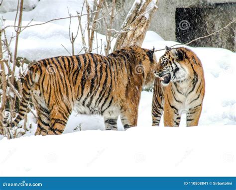 Couple of tigers in snow. stock image. Image of female - 110808841