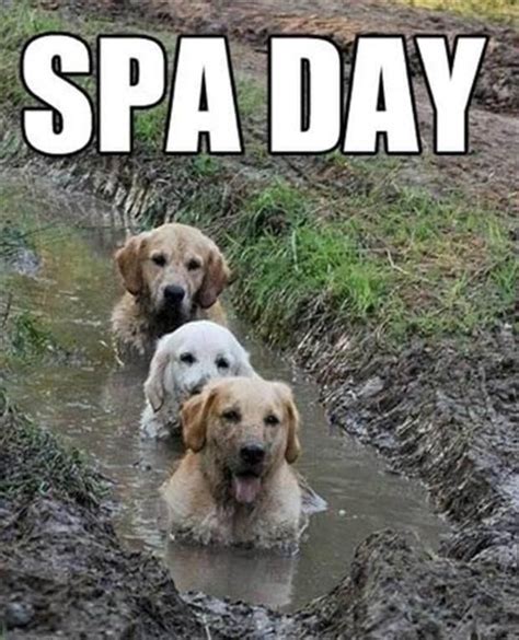 Spa day---three pups in a mud bath. Bliss! dogs, funny, and humor image ...