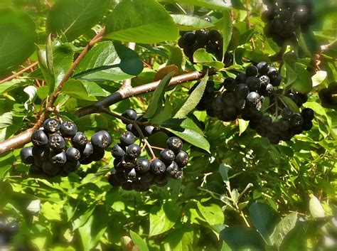 Aronia Berry: Health Benefits, Nutrition and More..