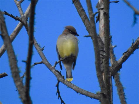 Cedar or Bohemian Waxwing? : r/whatsthisbird