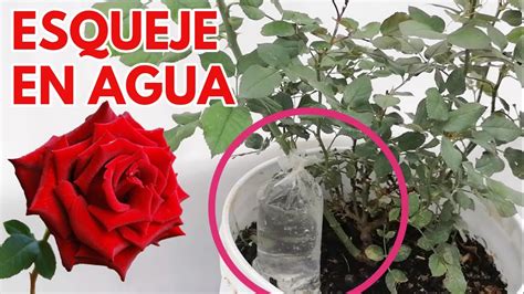 rosales y rosas reproducción por esquejes en agua CHUYITO JARDINERO ...