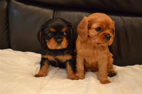 King Charles Spaniel Puppies - Puppy Dog Gallery