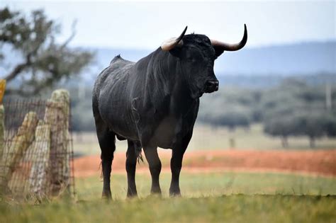 Rodeo Bull Names List