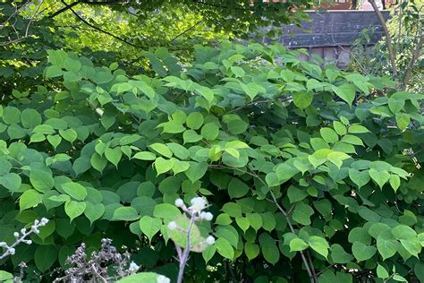 How to Identify Japanese Knotweed in The Summer - knotweedservices.co.uk