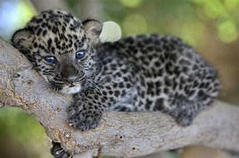 You Won’t Want These Baby Leopards to Change Their Spots! - Baby Animal Zoo