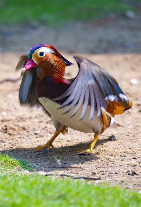 Mandarin duck stock photo. Image of plumage, wing, fowl - 302656986