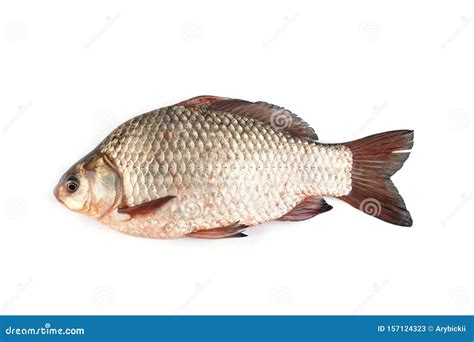 Isolated crucian carp stock image. Image of freshwater - 157124323