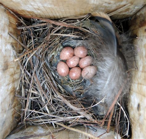 Door to Nature: Jenny Wren and Her Relatives - Door County Pulse