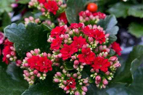 Kalanchoe Care: How To Care For A Kalanchoe Plant - BBC Gardeners World Magazine