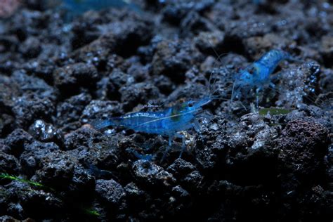 Blue Velvet Shrimp - SoShrimp