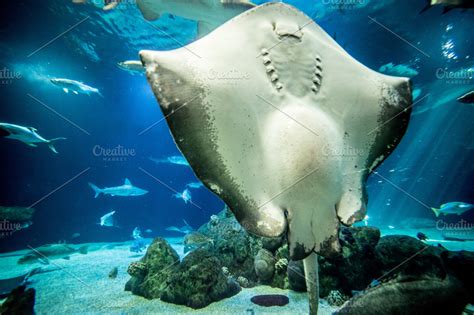 Stingray in Aquarium | High-Quality Nature Stock Photos ~ Creative Market