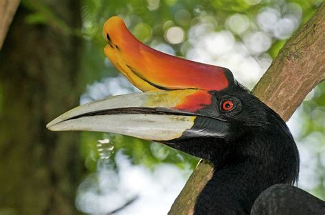 Male Rhinoceros Hornbill In A Tree Photograph by Tony Camacho/science ...