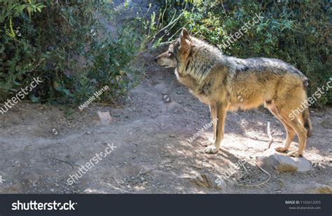 Mexican Gray Wolf Endangered Species Standing Stock Photo 1102612055 | Shutterstock