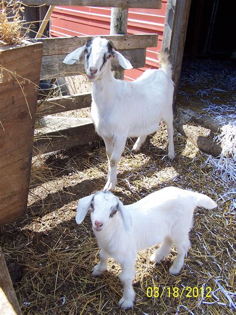 Raising goats is way more FUN than I thought!