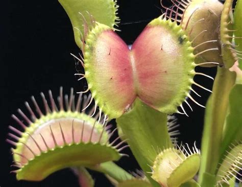 Carnivorous Plants: A Beginner's Basic Grow Guide - Carnivorous Plant Resource