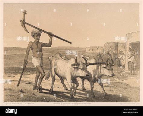 Indian farmer and a yoke of oxen farming in India Stock Photo - Alamy