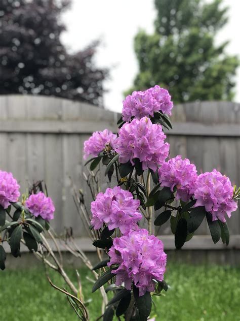 My Rhododendron is blooming! : gardening