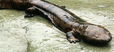 Chinese Giant Salamander Amphibian