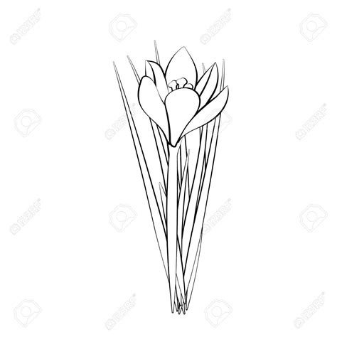 Crocus Flower Drawing at GetDrawings | Free download